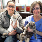 volunteers hold cats at animal friends